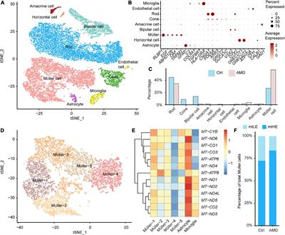 Single-cell transcriptome reveals diversity of Müller cells with different metabolic-mitochondrial signatures in normal and degenerated macula
